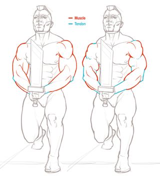 Different muscle lengths affect how an individual looks