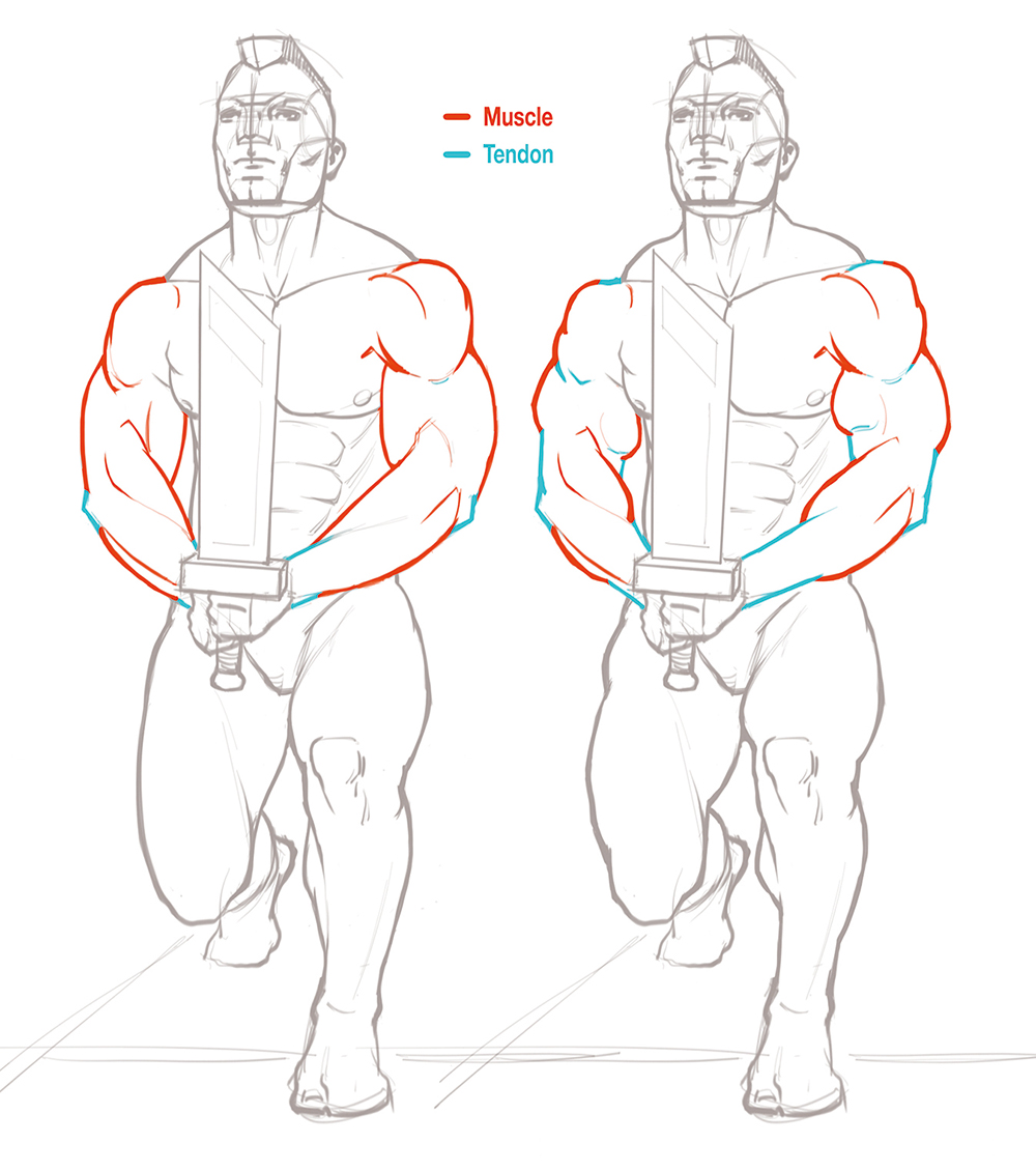 Different muscle lengths affect how an individual looks