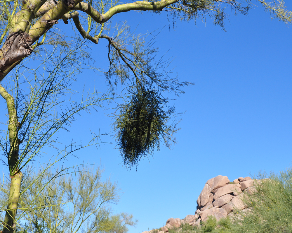 Desert Mistletoe: Photos Of 'Tree Thieves' In The American Southwest ...