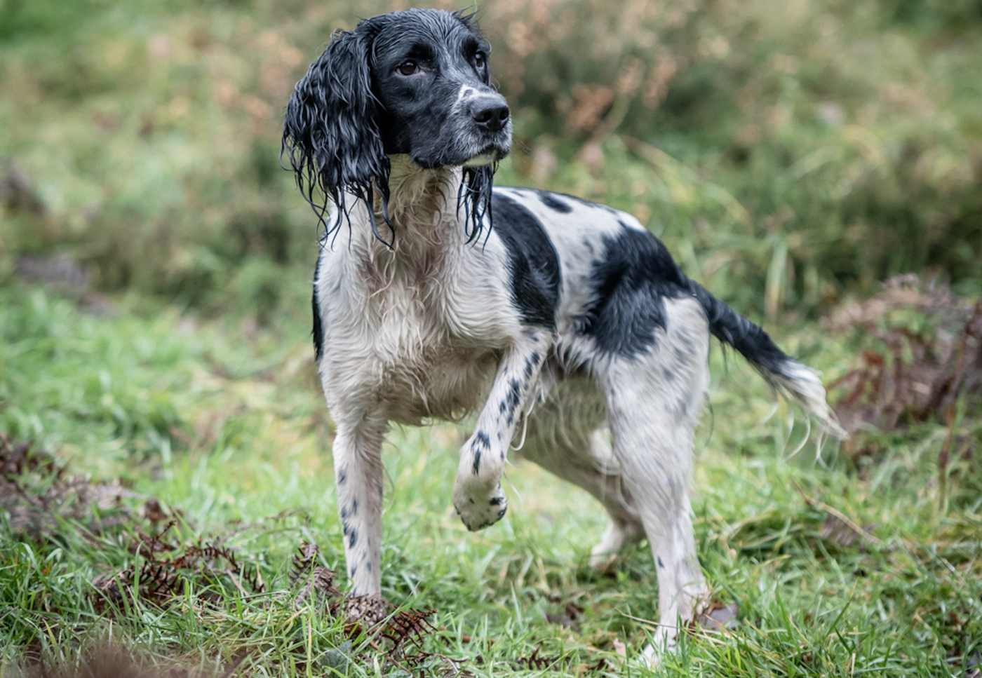 English springer spaniel
