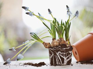 grape hyacinth plant removed from flowerpot