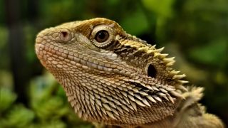 Bearded dragon up close