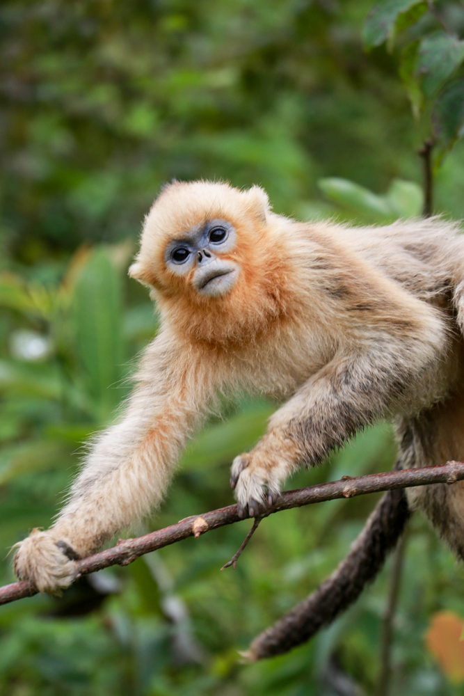 Photos: The Amazing Animals of China | Live Science