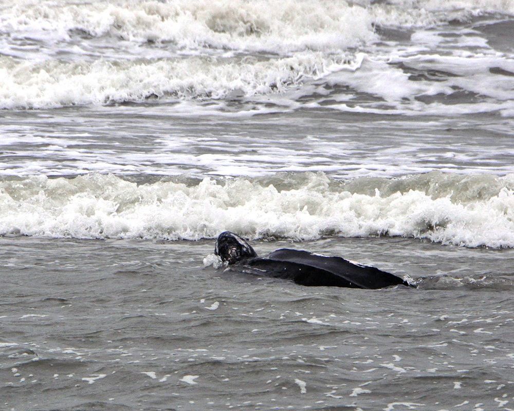 Leatherback turtle