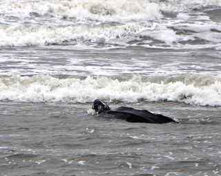 Leatherback turtle