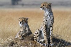 two alert cheetahs