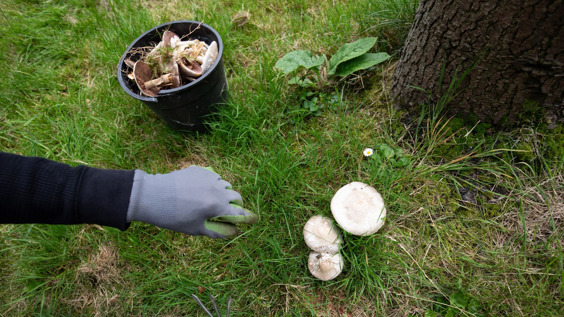 picture of woman removing mushrooms from lawn with gloves on