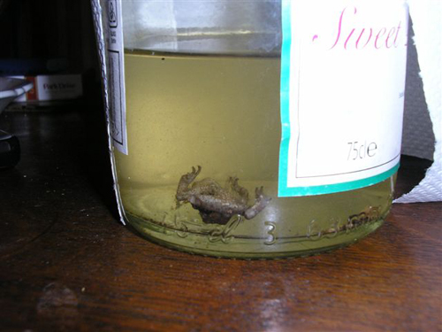 Asda frog in a wine bottle