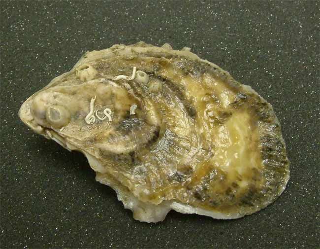 How Oysters Can Prevent Flood Damage Live Science