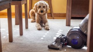 Dog watching a vacuum under a table