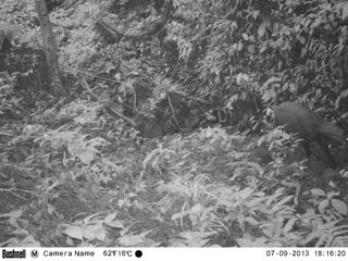 A camera trap photo taken on Sept. 7, 2013, shows a single saola moving along a rocky forest valley stream in a remote corner of the Central Annamite mountains of Vietnam.