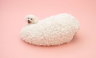 Architecture for the bichon frise by Kazuyo Sejima