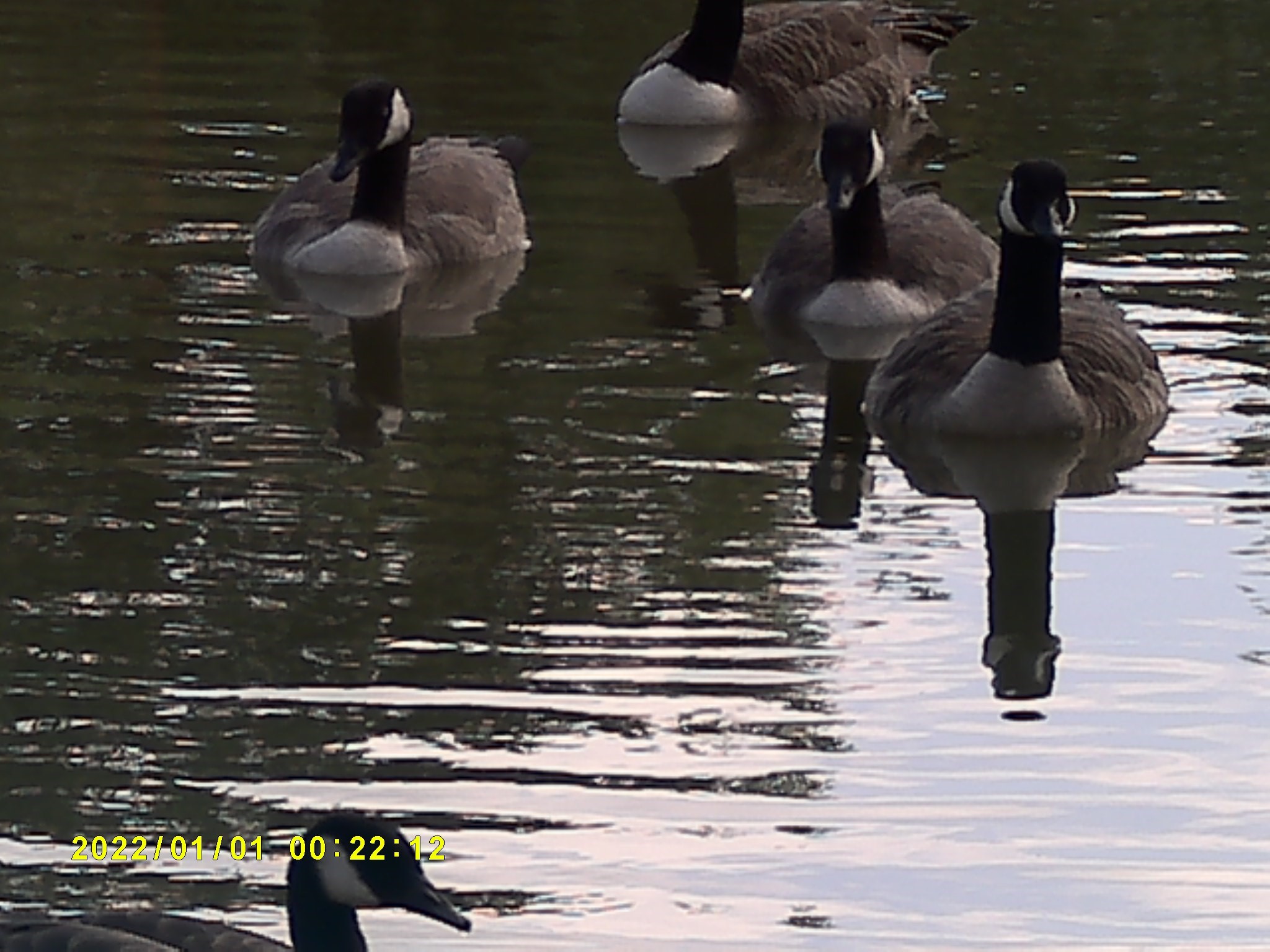 Several ducks on a pond, viewed through a Bushnell Equinox X650 Digital Night Vision monocular