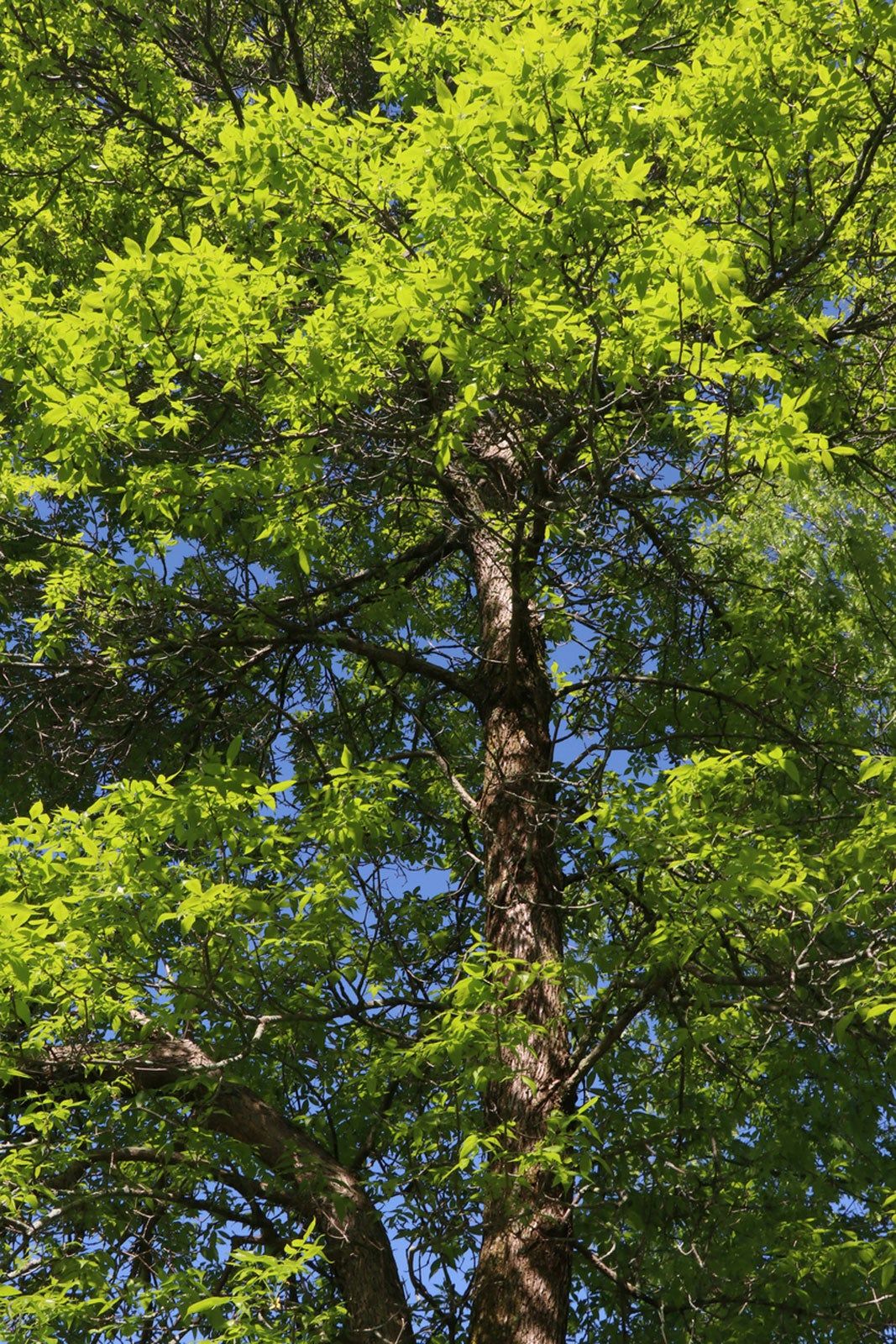 Large Ash Tree