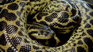 A yellow Anaconda with black spots curls up on itself