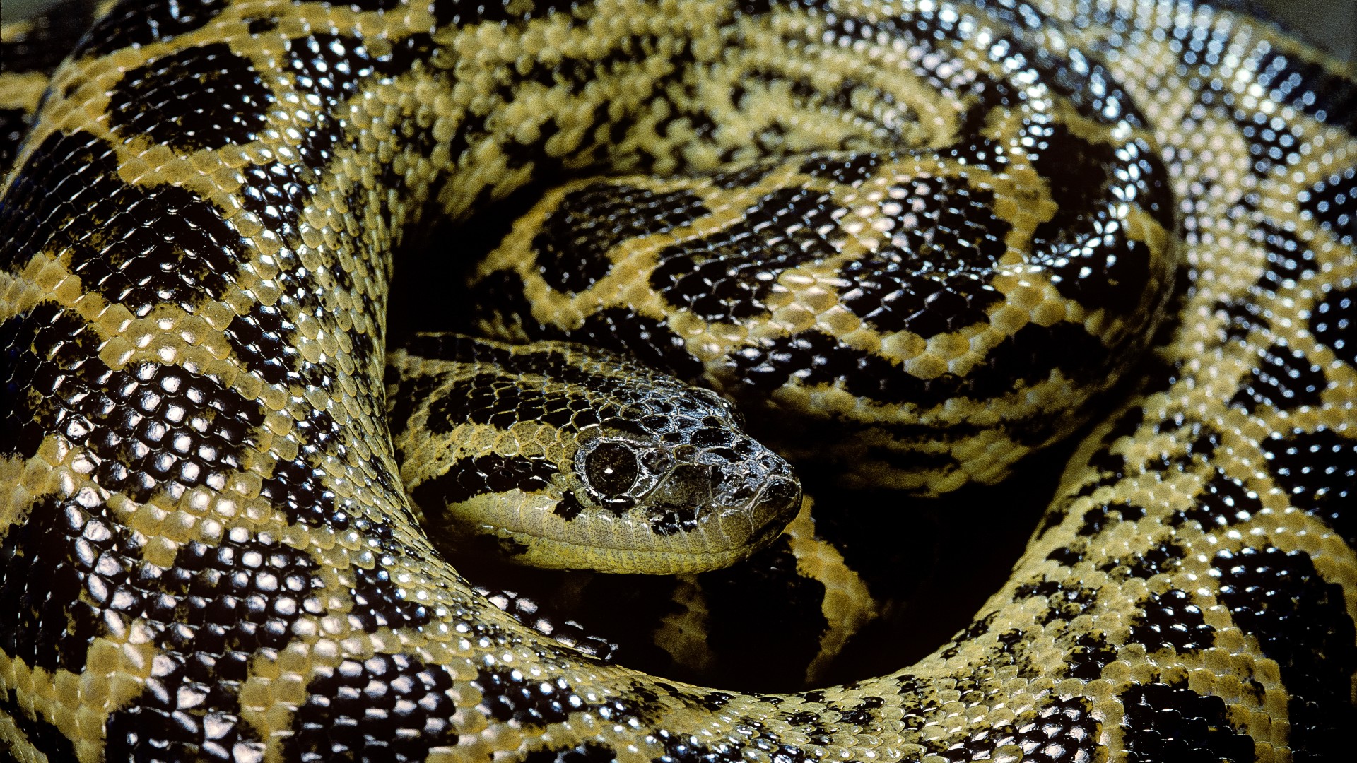 A yellow Anaconda