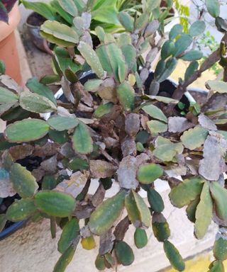 Christmas cactus with dark purple leaves