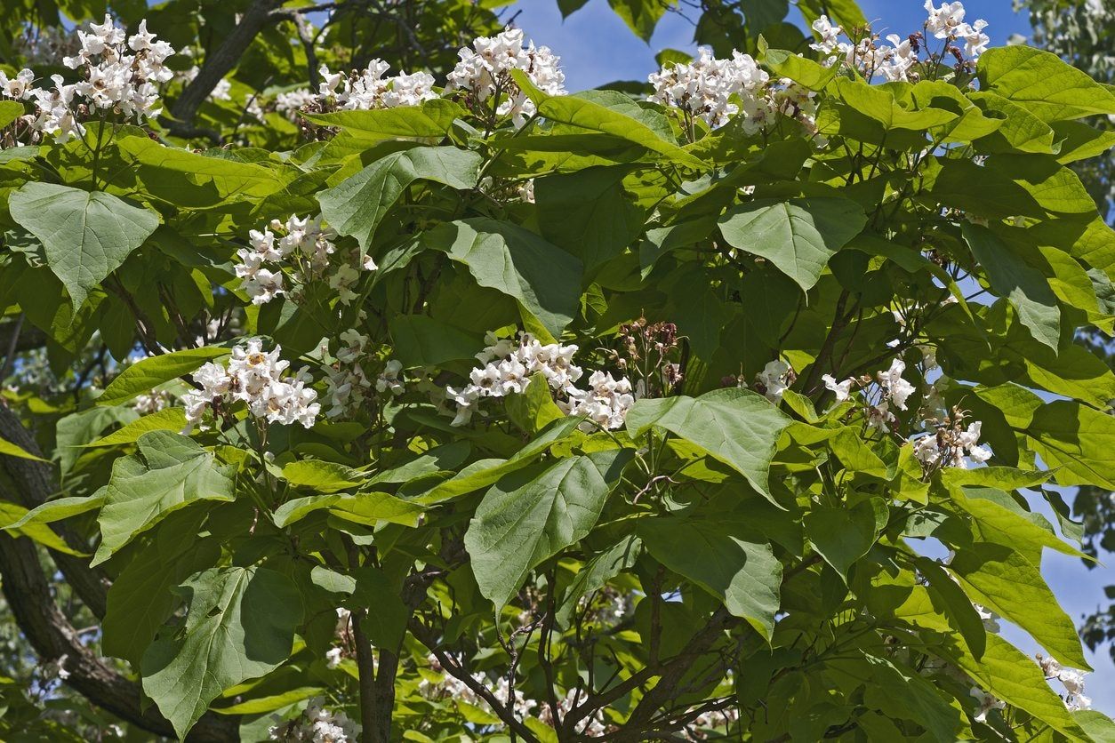 Flowering Tree