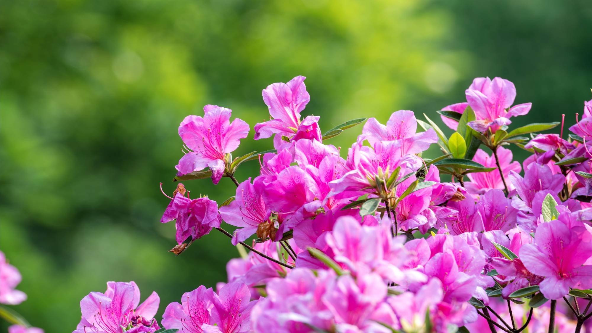Bright pink azalea bush