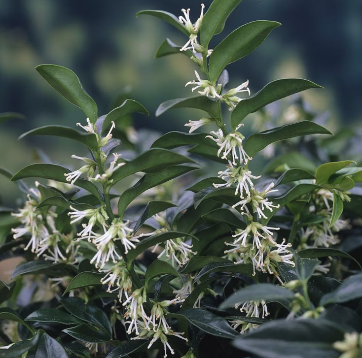 Sweet box plant