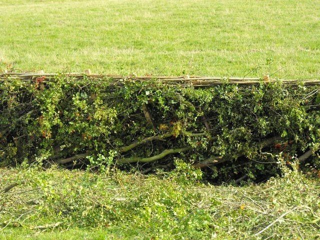 Pleached Hedges In An Open Field Of Grass