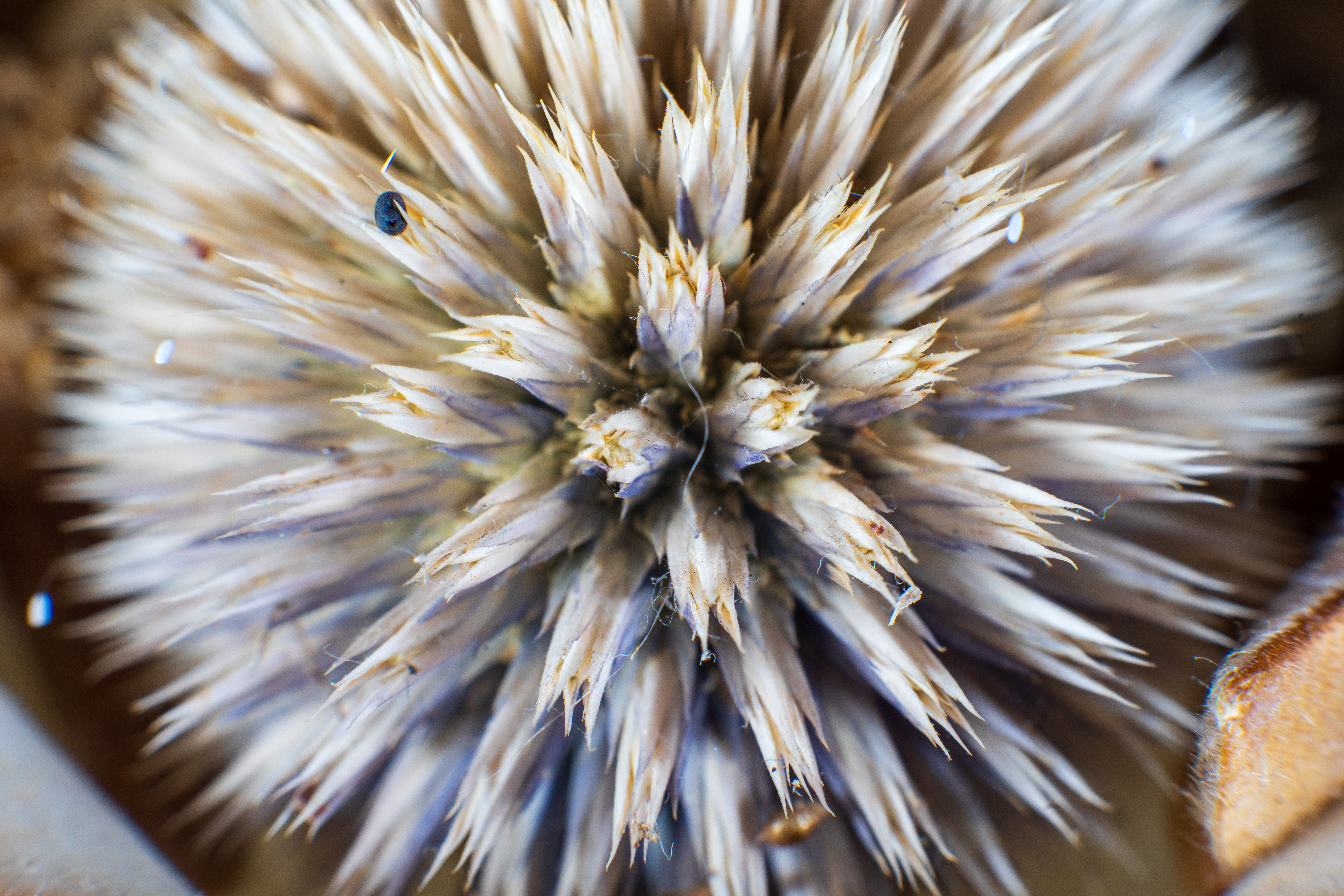 Fotodiox Macro Extension Tube Set example shot