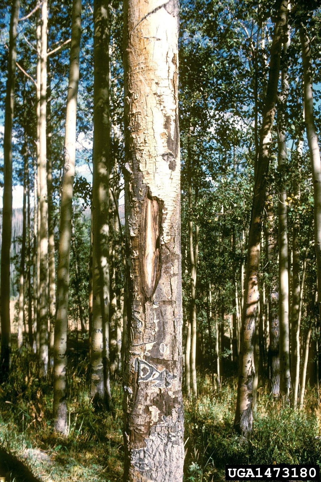 cenangium canker 1