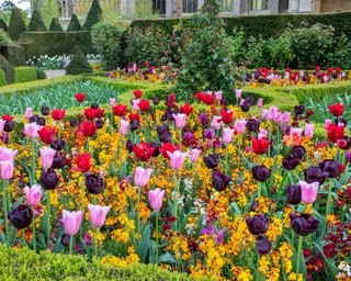 jewel colored tulips and gold wallflowers in parterres at arundel castle gardens in spring