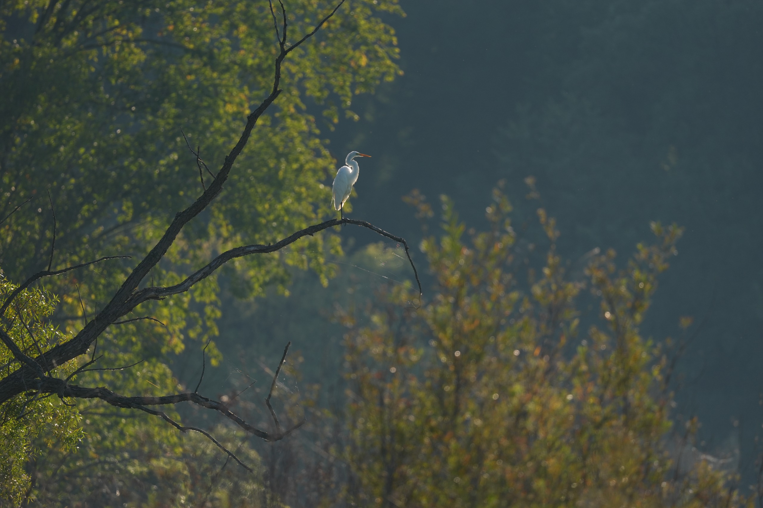 Image sample from the Sony FE 600mm f/6.3 GM OSS