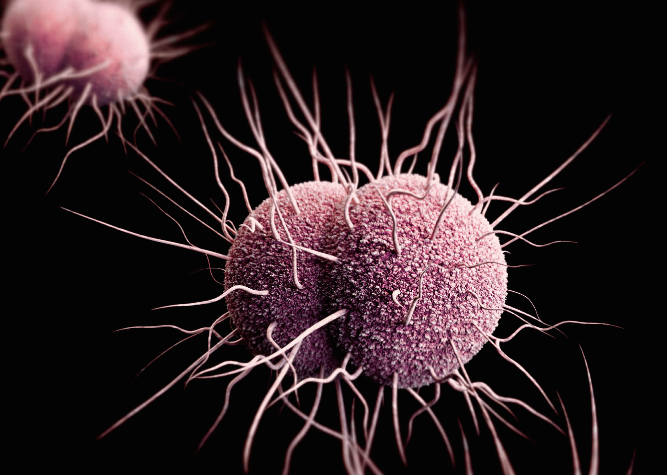 Gonorrhea+resistance+to+antibiotics+is+increasing+%E2%80%93+DW+%E2%80%93+06%2F10%2F2024