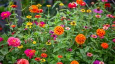 Zinnia flowers blooming in orange, pink and yellow in a garden border