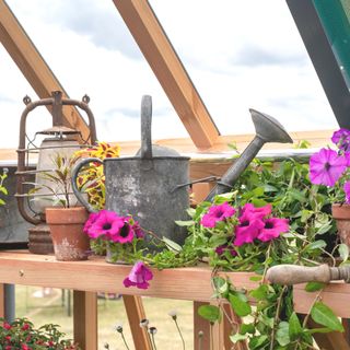 Flower display with flower pots and an old watering can inside a greenhouse at a flower show