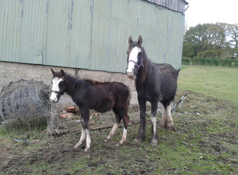 Mare-and-foal-from-Surrey-case-credit-World-Horse-Welfare.jpg