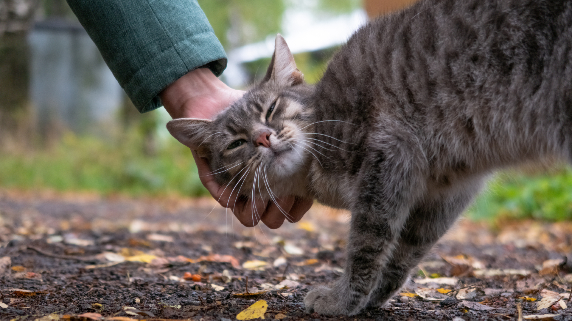 A brown tabby cat gets petted behind its left ear by someone wearing a turquoise jacket.