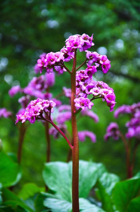 Close Up Of Pink Bergenia Flowers