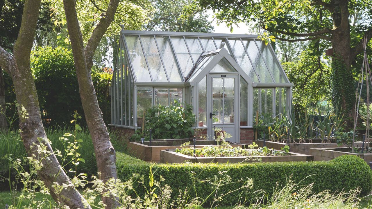 Large greenhouse between wooden raised planters surrounded by hedging in garden