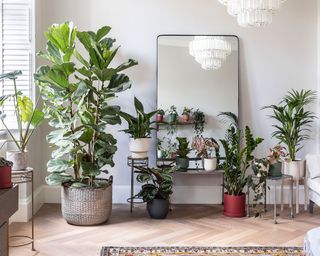 houseplants in bedroom