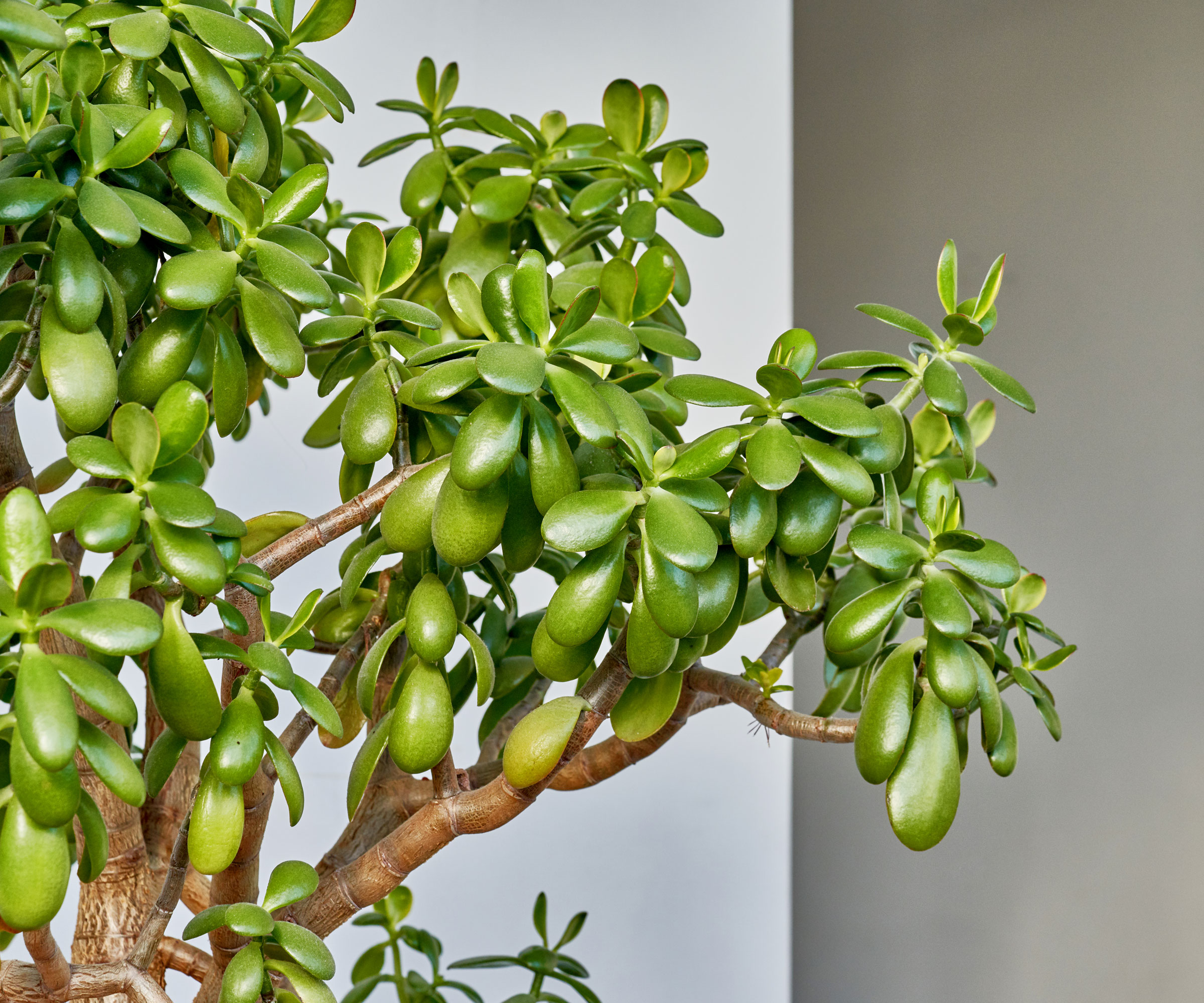 shapely jade plant