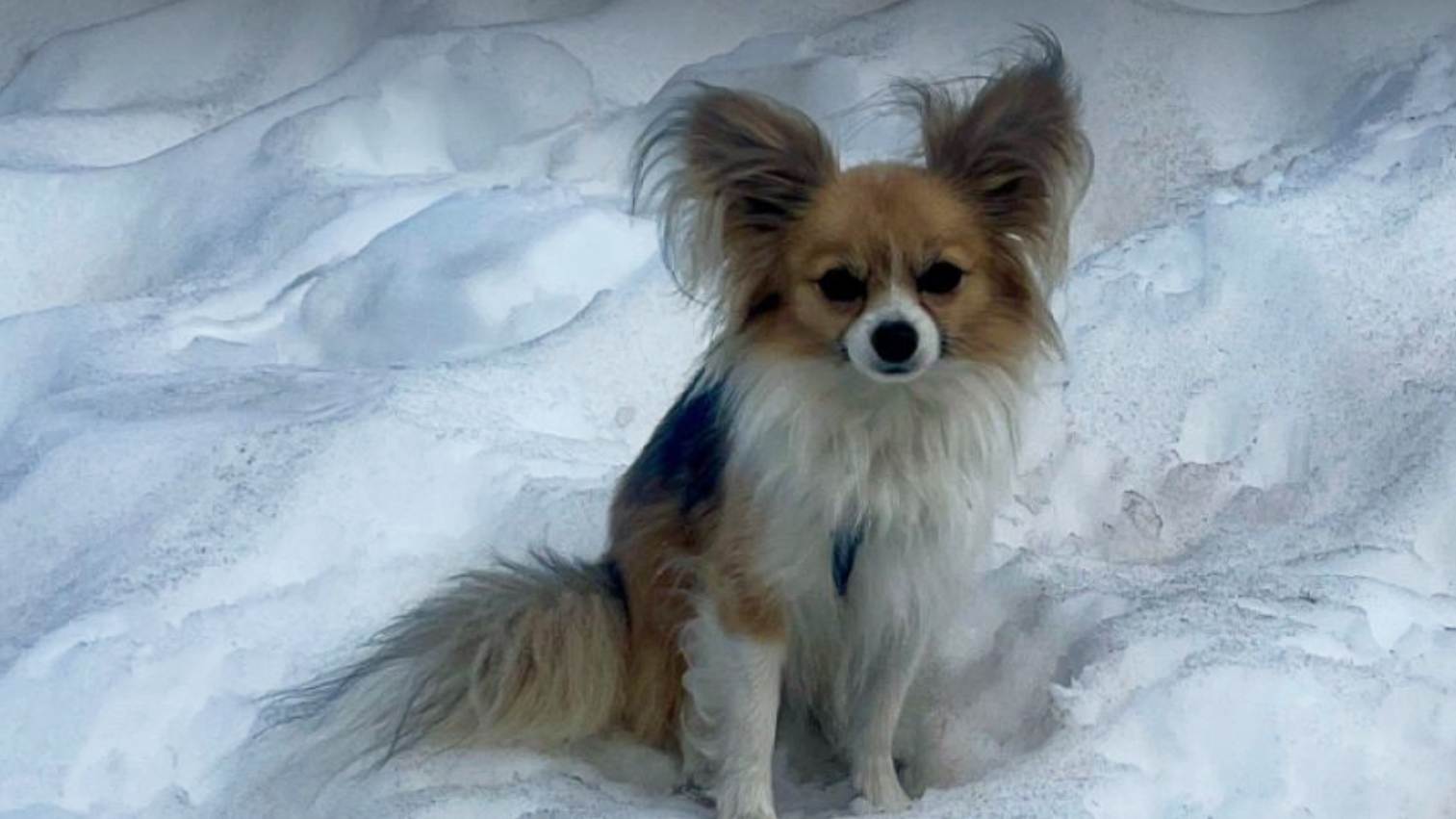 Papillon crevasse rescue