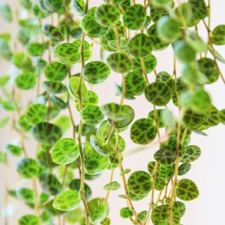 Peperomia prostrata aka "string of turtles" on a white background. Dainty patterned leaves peperomia trailing houseplant in a modern apartment