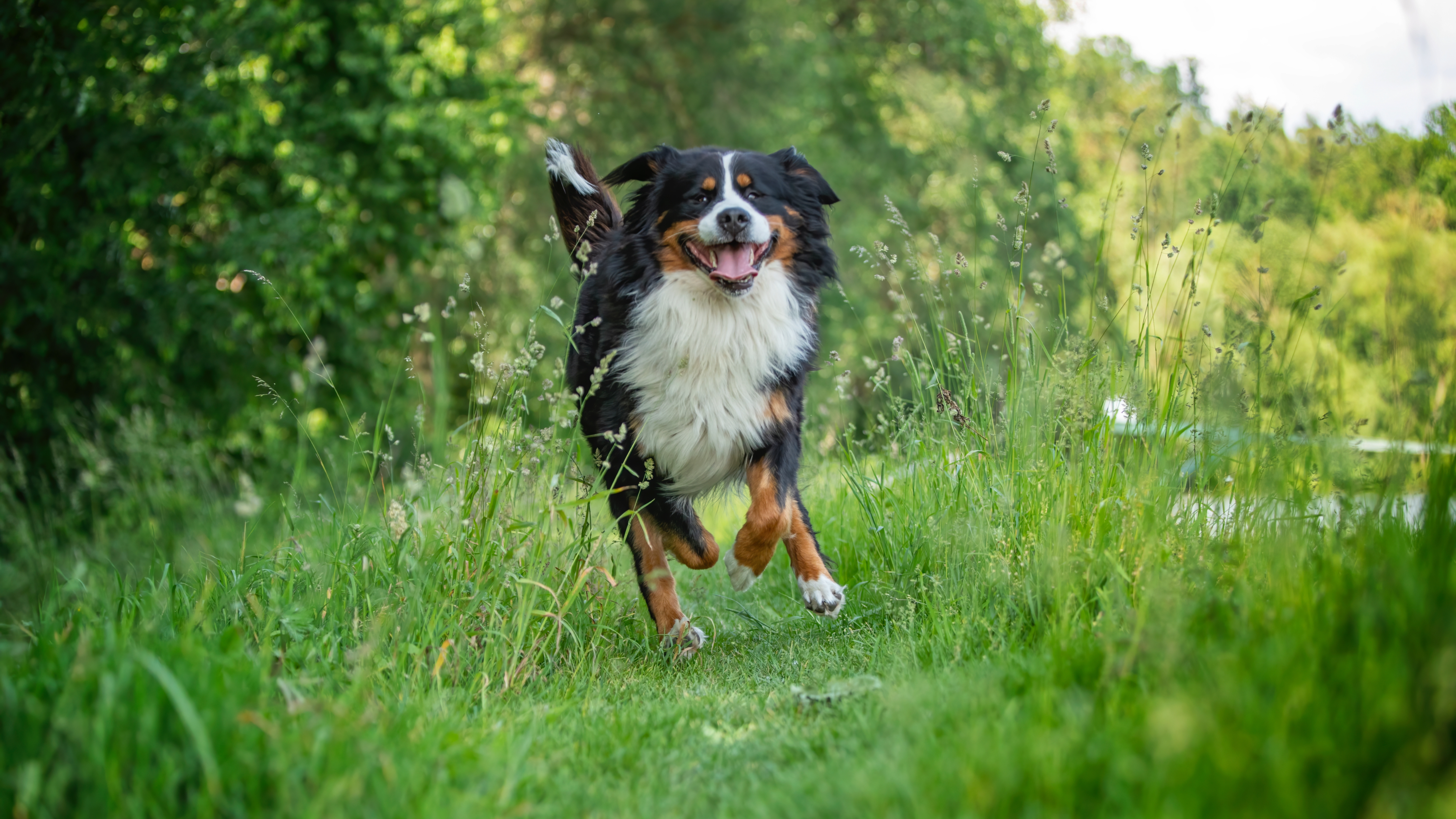 Bernese Mountain Dog