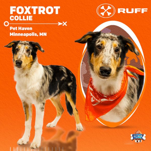 Puppy Bowl 2025 Foxtrot