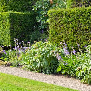 Trimmed yew hedging in a formal garden
