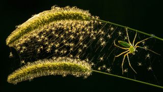 Bug Photography Awards 2020