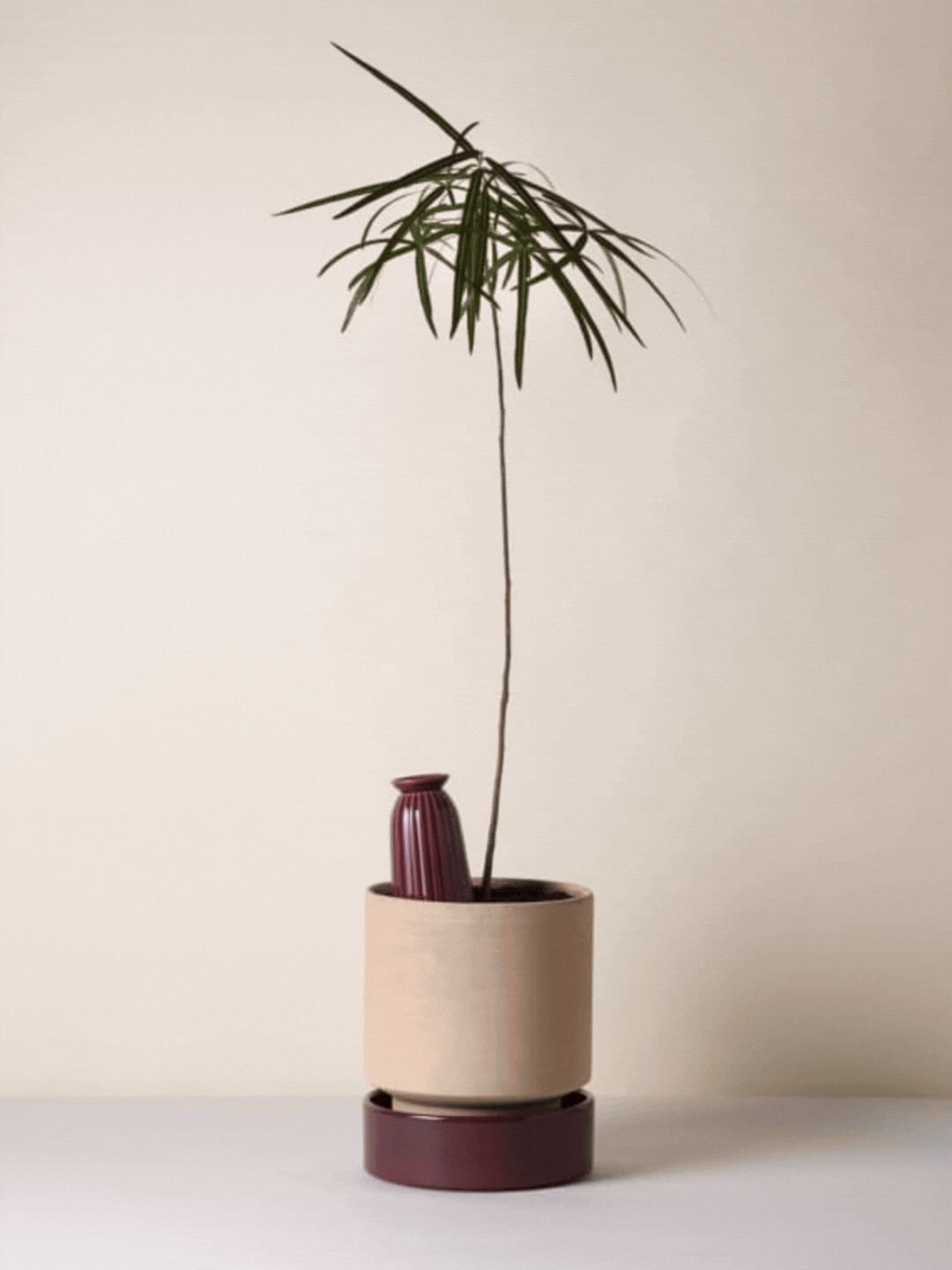 A Deep Burgundy Cove Water Cacti from Bergs Potter