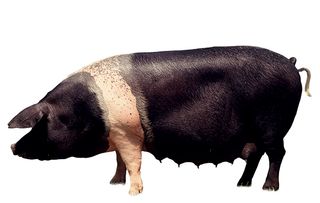 native british pig breeds