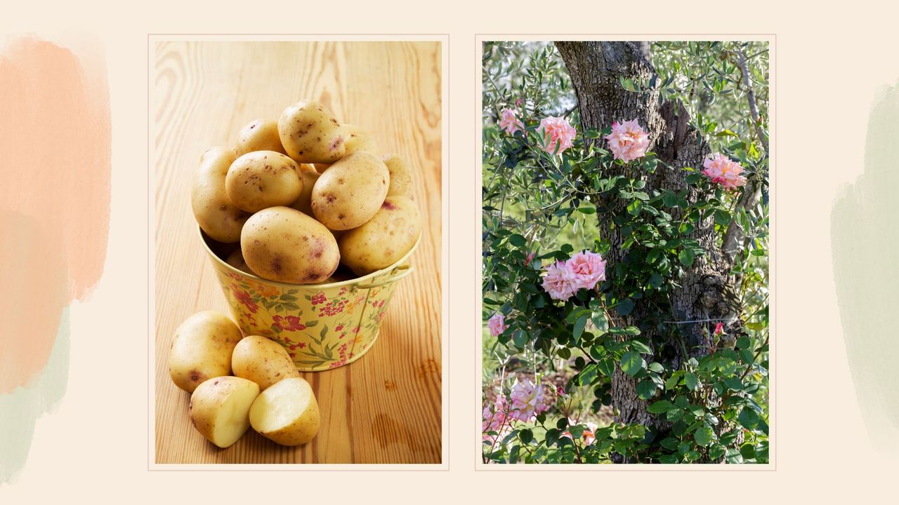 collage image of a bucket of potatoes and a climbing rose bush to support an expert potato hack to grow roses