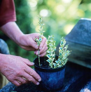 inserting plant cuttings into pot