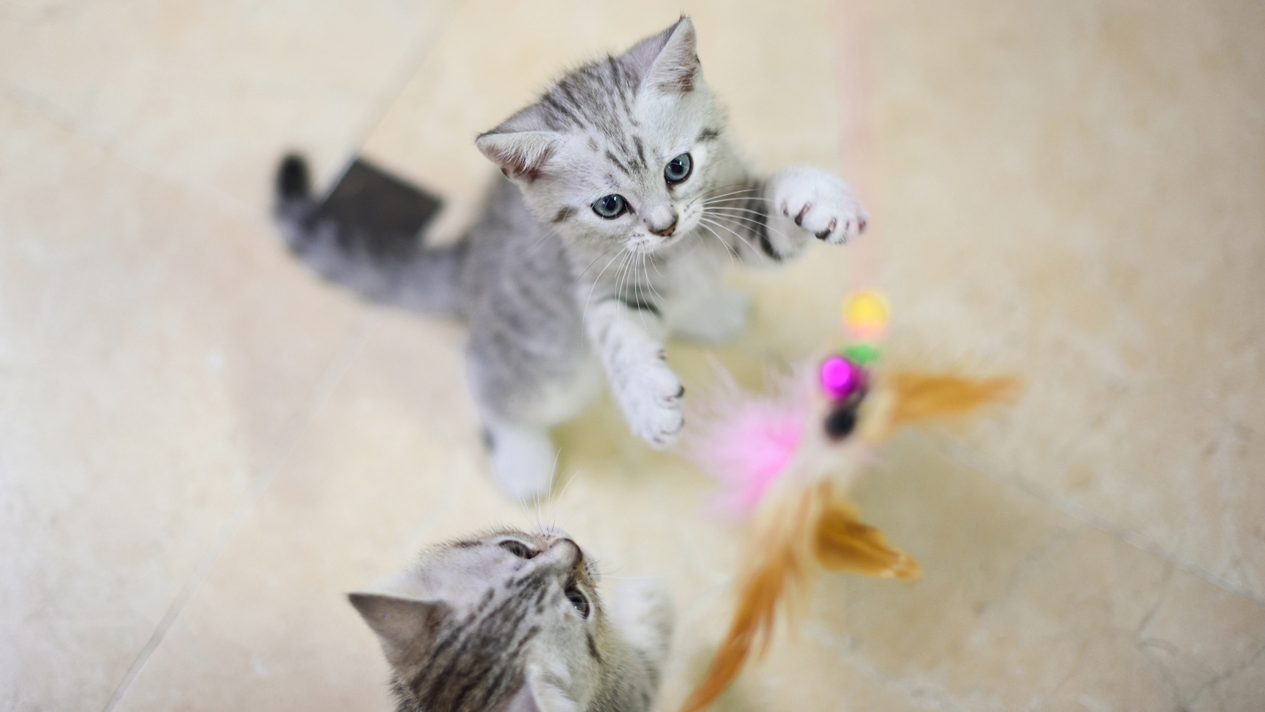 Cats playing with feather toy on a rod
