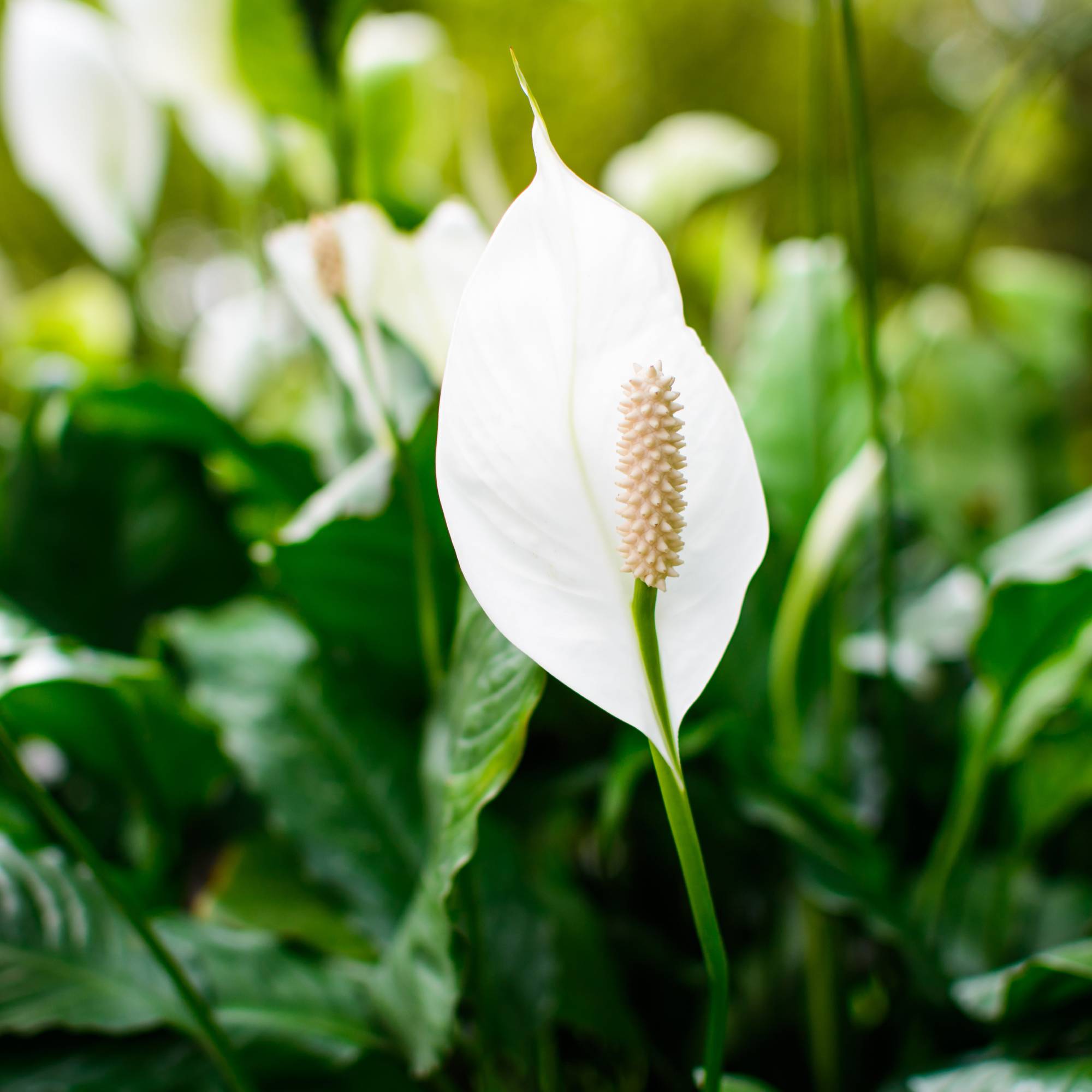 peace lily spathe